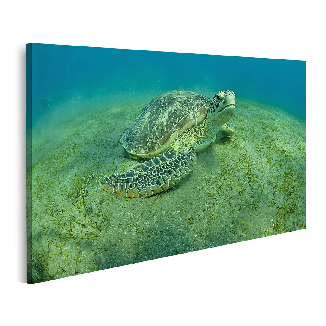islandburner Bild auf Leinwand Grüne Schildkröte Unterwasser Bilder Wandbilder Poster, 80L x 40B cm