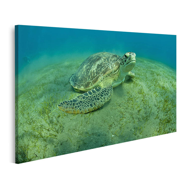 islandburner Bild auf Leinwand Grüne Schildkröte Unterwasser Bilder Wandbilder Poster, 80L x 40B cm