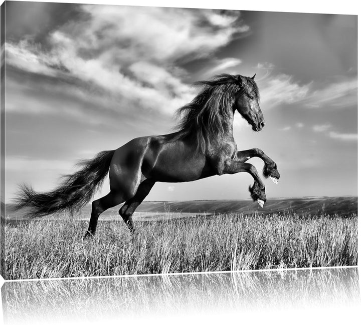 Pixxprint Monocrome, Schwarzer Hengst auf grünen Wiese, Format: 100x70 auf Leinwand, 100x70