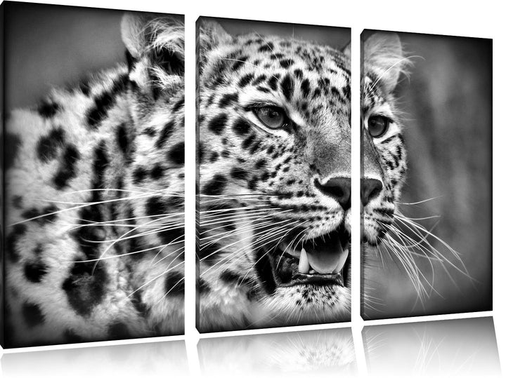 Pixxprint ausgewachsener Leopard als Leinwandbild/Grösse: 3 Teilig (120x80) cm/Wandbild/Kunstdruck/f