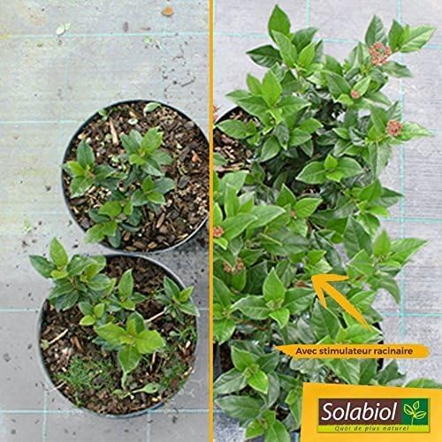 SOLABIOL STIMULATEUR RACINAIRE OSIRYL DOYPACK 10 X 10 ML SOSIRYL100N