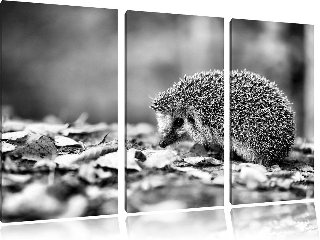 Pixxprint Igel im Laub als Leinwandbild/Grösse: 3 Teilig (120x80) cm/Wandbild/Kunstdruck/fertig besp