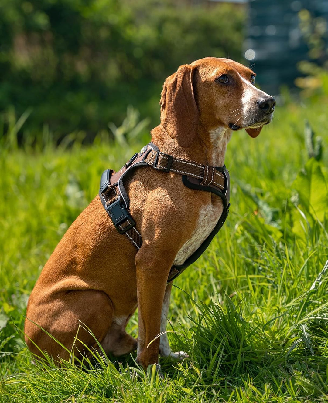 lionto Hundegeschirr gepolstert aus weichem Nylon, Grösse S, reflektierendes Anti Zug Geschirr für H