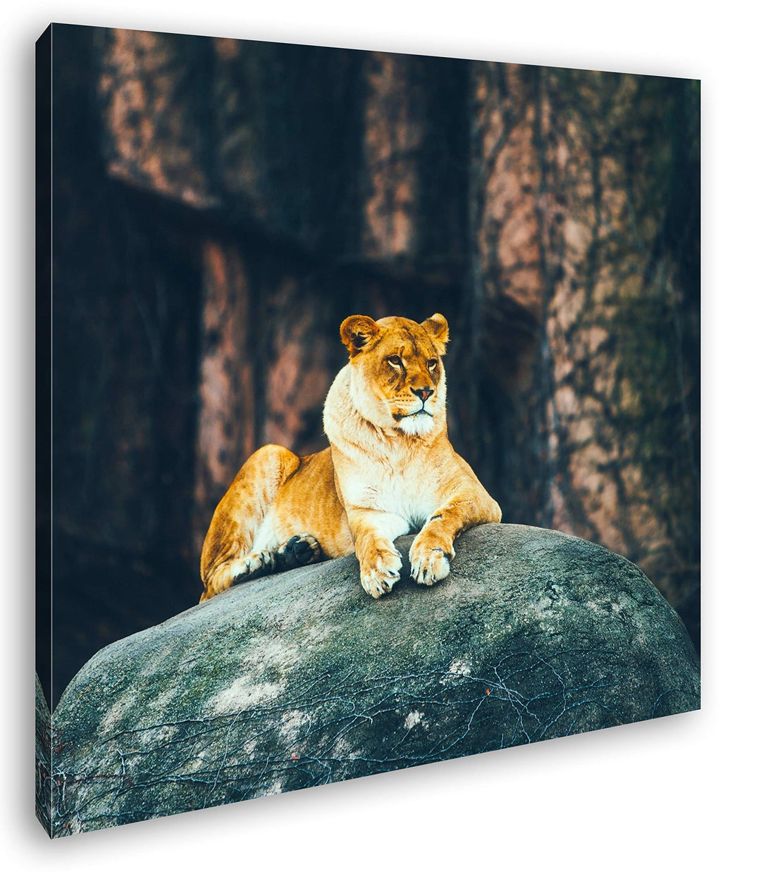 deyoli erhabene stolze Löwin Format: 60x60 als Leinwand, Motiv fertig gerahmt auf Echtholzrahmen, Ho