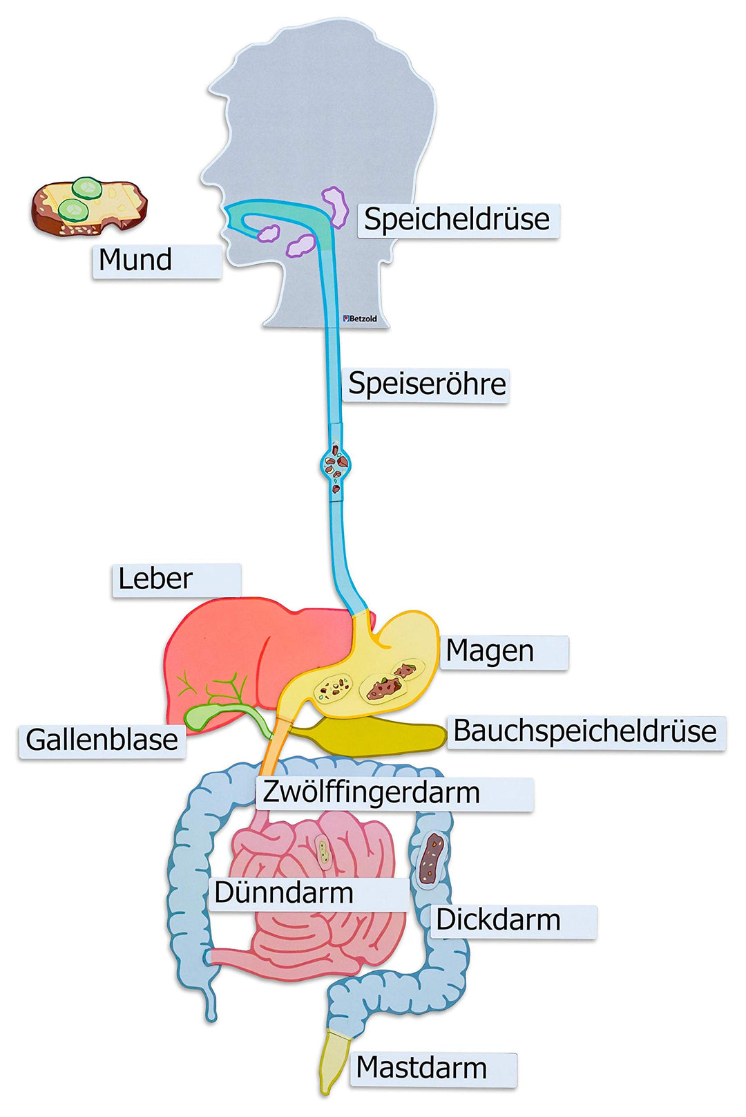 Betzold - Verdauungsorgane, magnetisches Tafelmaterial