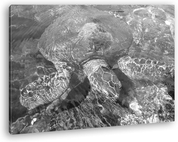 deyoli Anmutige Wasserschildkröte Format: 100x70 Effekt: Schwarz/Weiss als Leinwandbild, Motiv ferti