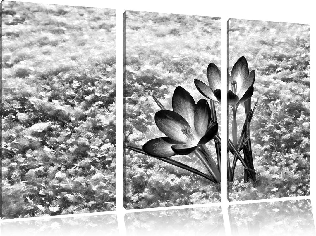 Pixxprint Lila Krokusse im Schnee als Leinwandbild/Grösse: 3 Teilig (120x80) cm/Wandbild/Kunstdruck/