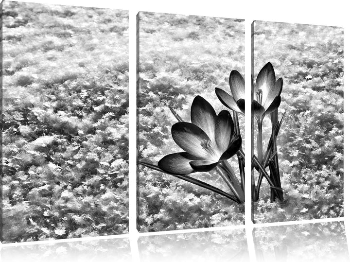 Pixxprint Lila Krokusse im Schnee als Leinwandbild/Grösse: 3 Teilig (120x80) cm/Wandbild/Kunstdruck/