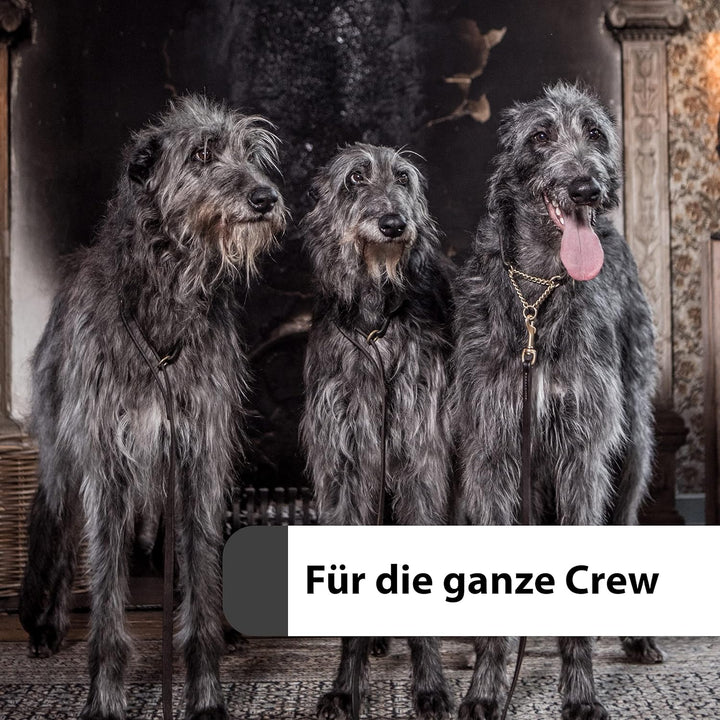 Jack & the Tub Hundeshampoo 500ml Caribbean Breeze - Black Edition, Hunde Shampoo mit Conditioner un
