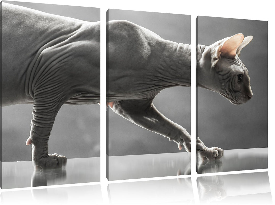 Pixxprint Einzigartige Sphynx Katze 3-Teiler Leinwandbild 120x80 Bild auf Leinwand