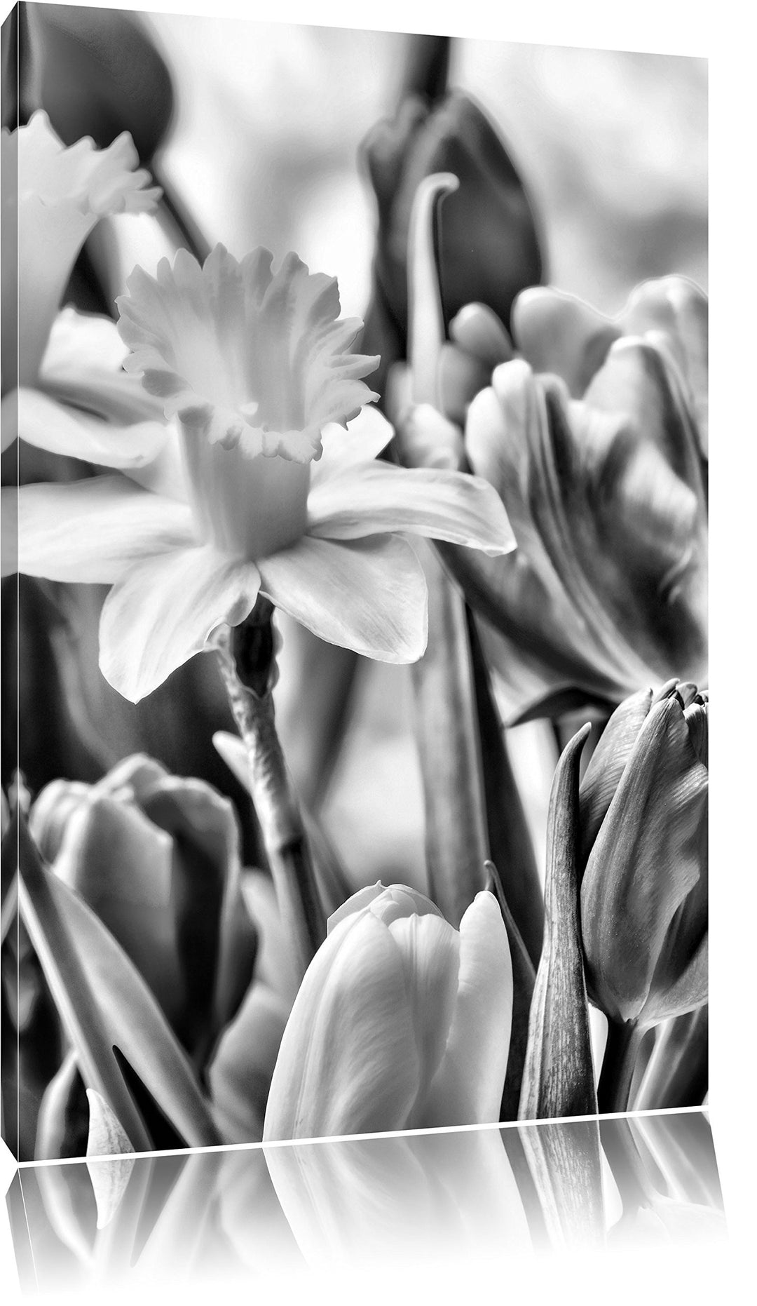 Pixxprint Osterglocken und Tulpen als Leinwandbild/Grösse: 100x70 cm/Wandbild/Kunstdruck/fertig besp