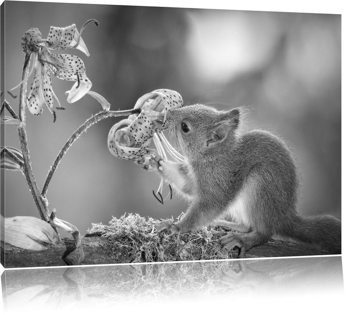 Pixxprint süsses Eichhörnchen riecht an Einer Blume Kunst B&amp;W, Format: 100x70 auf Leinwand, XXL ries