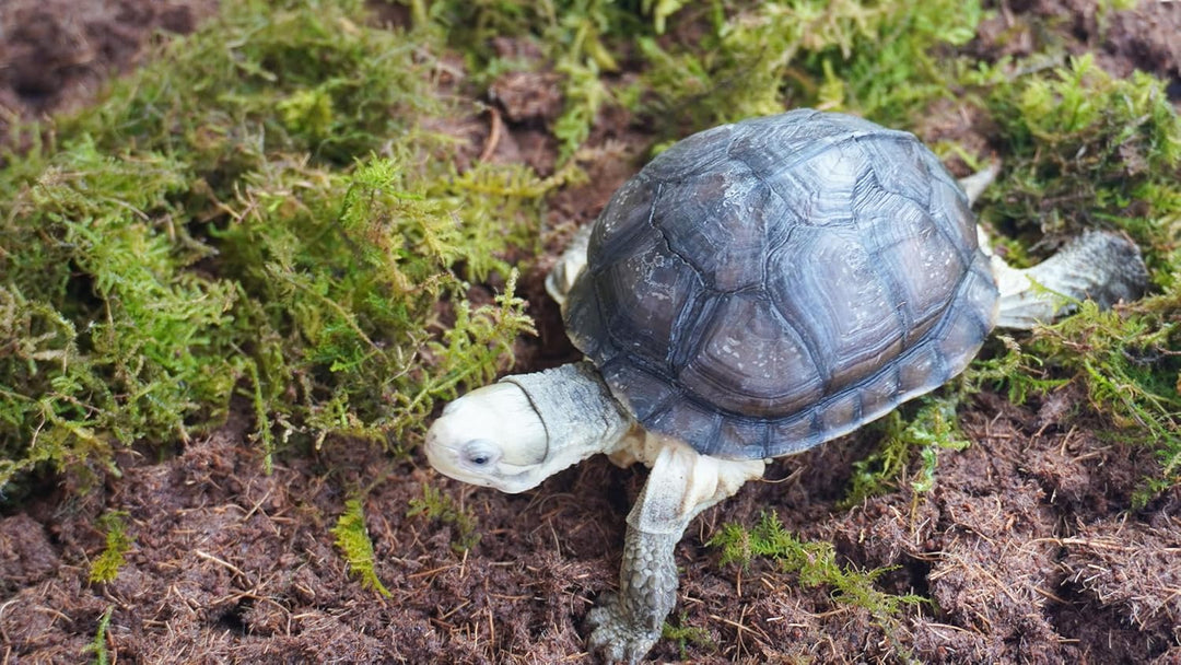 Schildkröten-Zubehörset 3-teilig, enthält Schildkröten-Einstreu, feuchtigkeitsspeicherndes Substrat