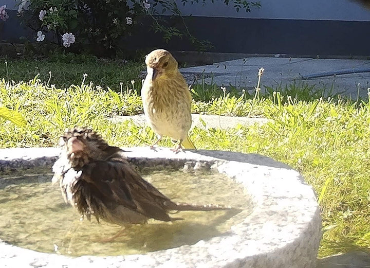 Gebrüder Lomprich Vogelbad aus Granit 10 cm hoch - Vogeltränke mit 2 Liter Fassungsvermögen auch für