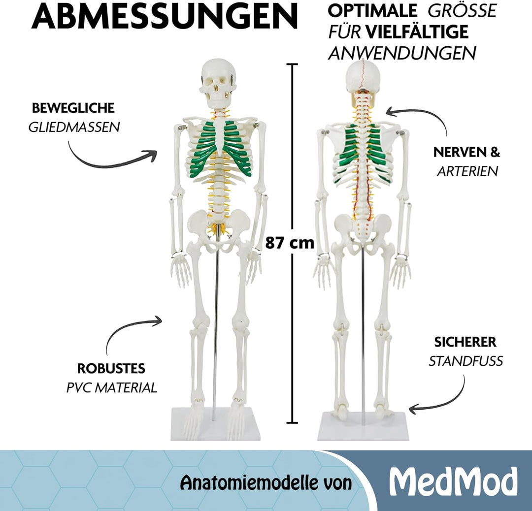 Anatomie Skelett 87 cm, detailliertes menschliches Skelett aus PVC mit Spinalnerven, Arterien und Ba