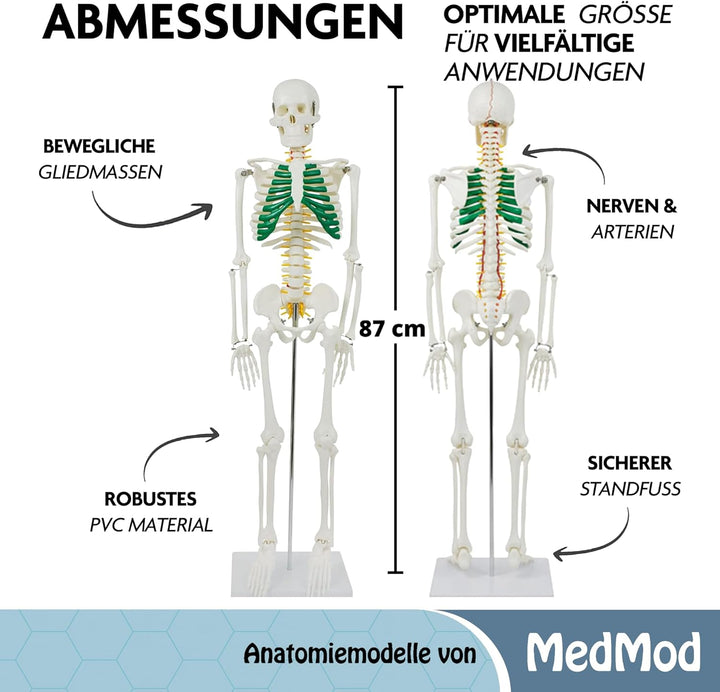Anatomie Skelett 87 cm, detailliertes menschliches Skelett aus PVC mit Spinalnerven, Arterien und Ba