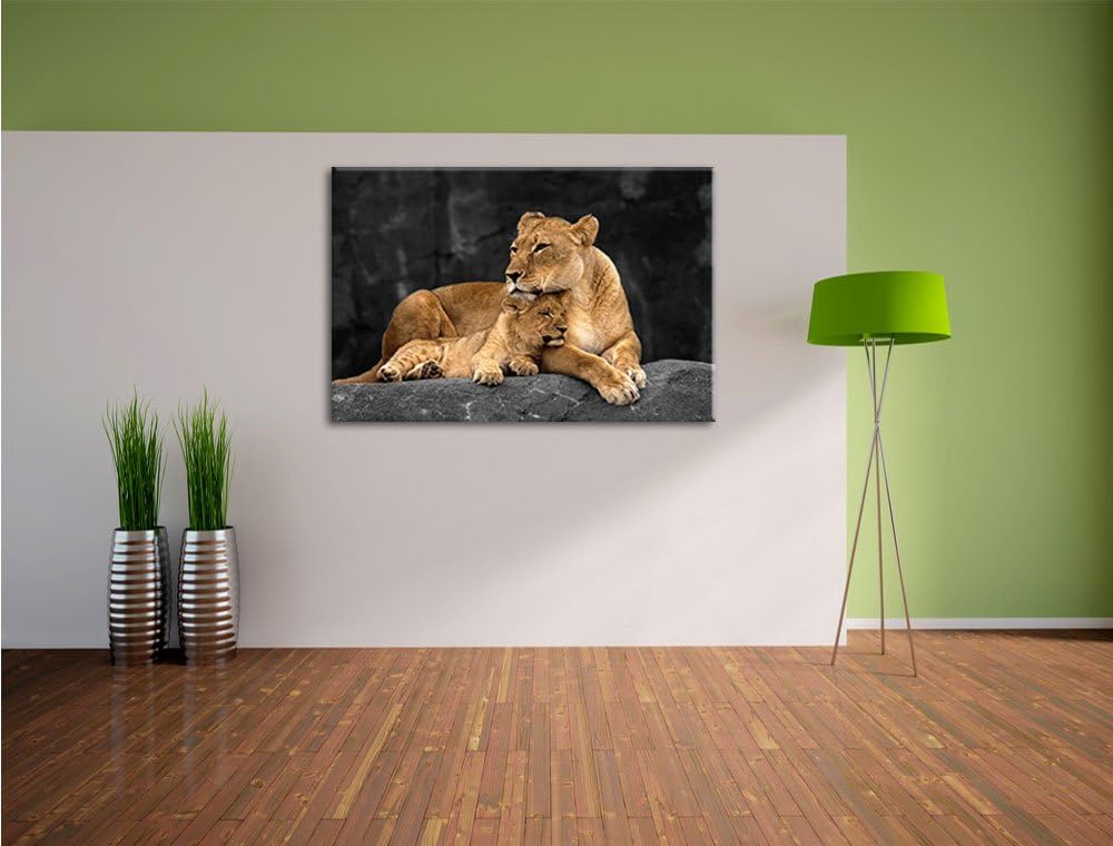 Pixxprint Löwe Löwenjungen / 100x70cm Leinwandbild bespannt auf Holzrahmen/Wandbild Kunstdruck Dekor