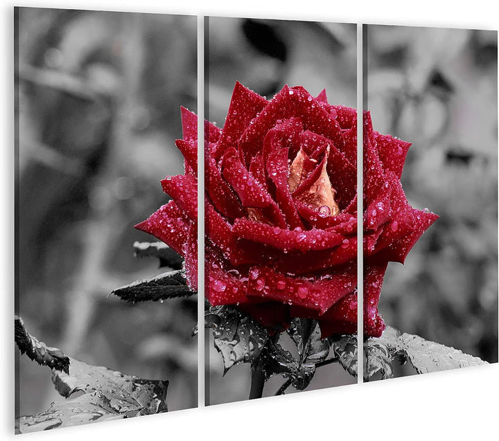 islandburner Bild auf Leinwand Rote Rose Mit Wassertropfen Auf Grauem Hintergrund Bilder Wandbilder