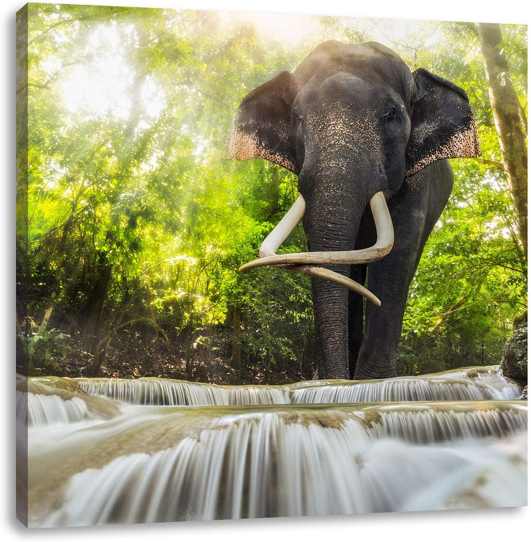 Pixxprint Elefant am Bach, Format: 70x70 auf Leinwand, XXL riesige Bilder fertig gerahmt mit Keilrah