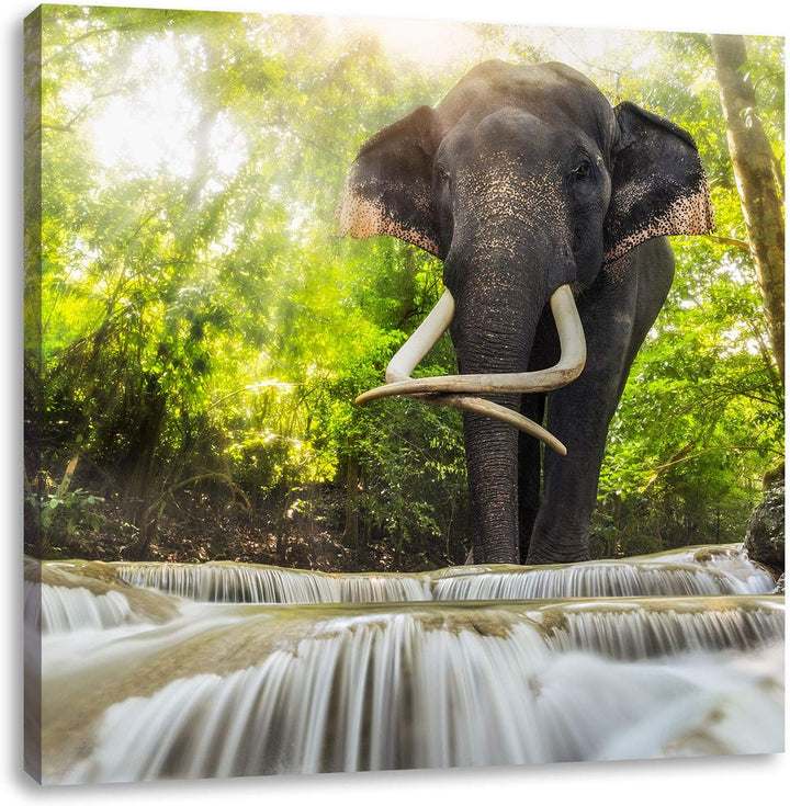 Pixxprint Elefant am Bach, Format: 70x70 auf Leinwand, XXL riesige Bilder fertig gerahmt mit Keilrah
