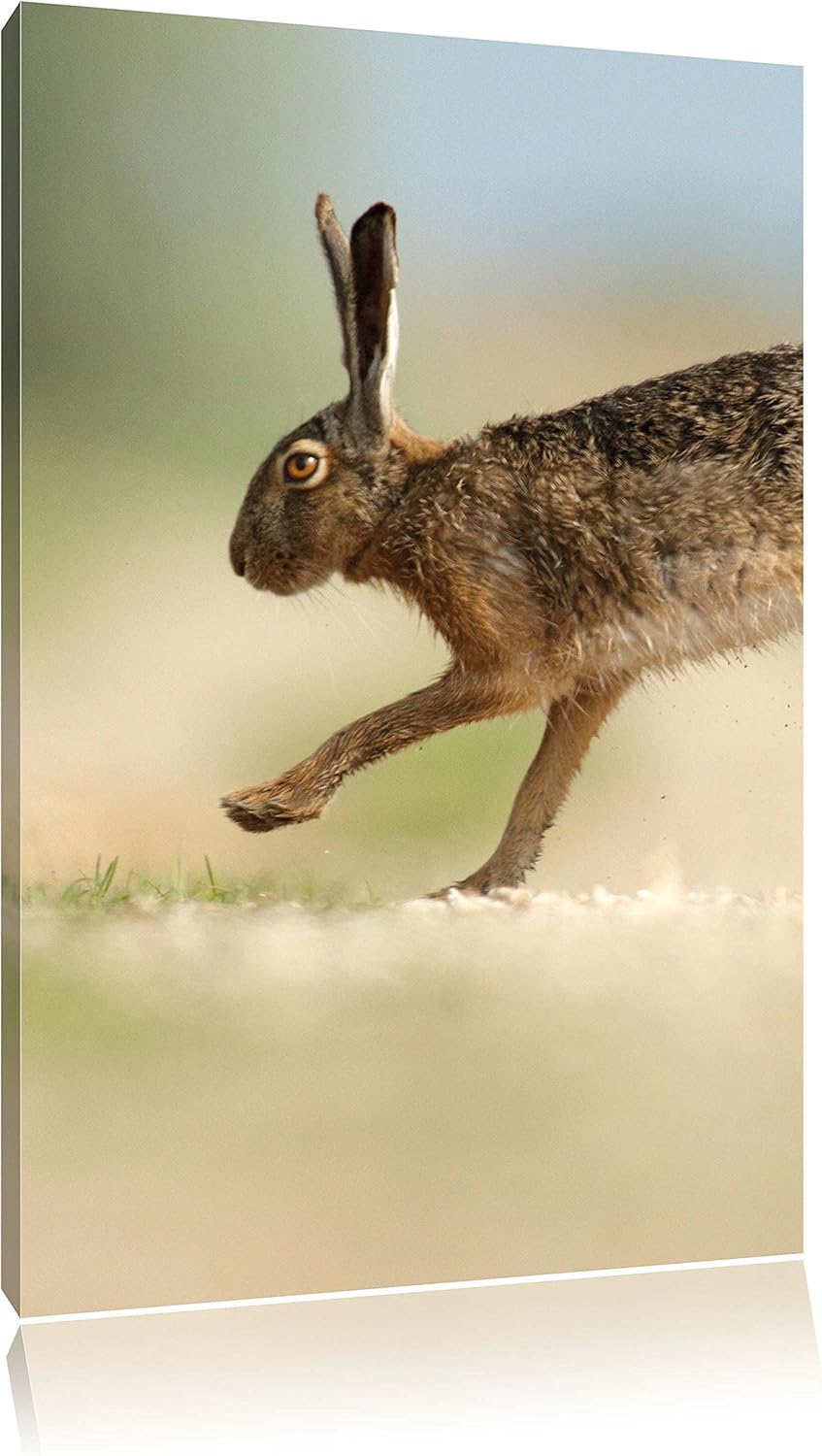 Pixxprint Hüpfender Hase, Format: 100x70 auf Leinwand, XXL riesige Bilder fertig gerahmt mit Keilrah