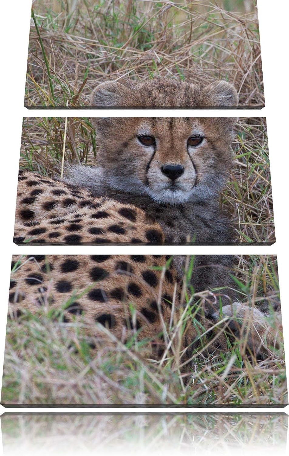 Pixxprint süsse Junge Geparden im Gras / 3-Teilig/Gesamtmass 120cm Leinwandbild bespannt auf Holzrah