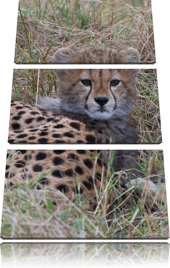 Pixxprint süsse Junge Geparden im Gras / 3-Teilig/Gesamtmass 120cm Leinwandbild bespannt auf Holzrah