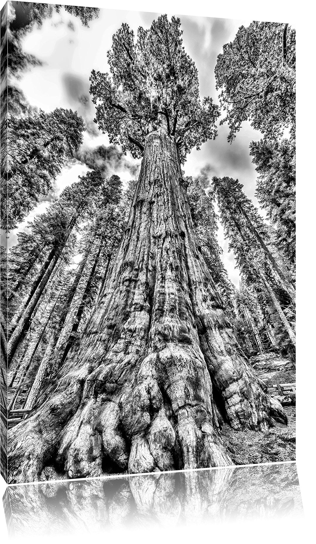 Pixxprint Monocrome, Wald Riesenbaum Regenwald Nebel, Format: 100x70 auf Leinwand, XXL riesige Bilde