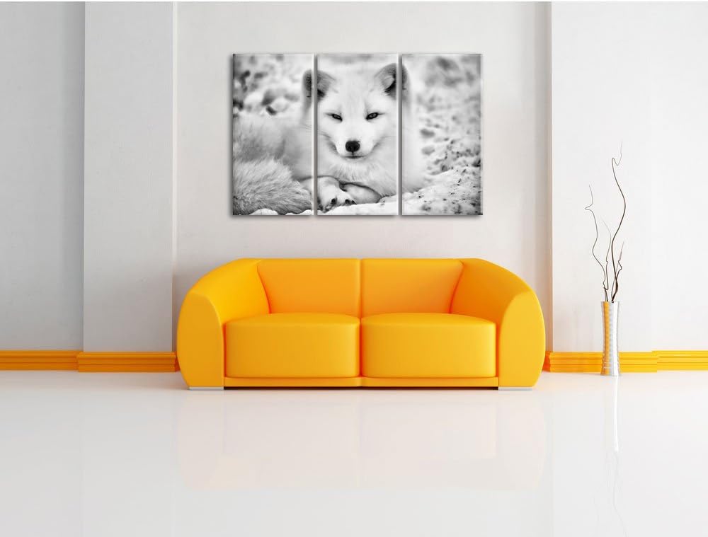 Pixxprint Weisser Fuchs als Leinwandbild/Grösse: 3 Teilig (120x80) cm/Wandbild/Kunstdruck/fertig bes