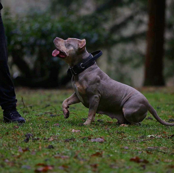 Bestia Dog Sport Halsband MIT Griff L - von 50 cm bis 60 cm Alles Rot, L - von 50 cm bis 60 cm Alles