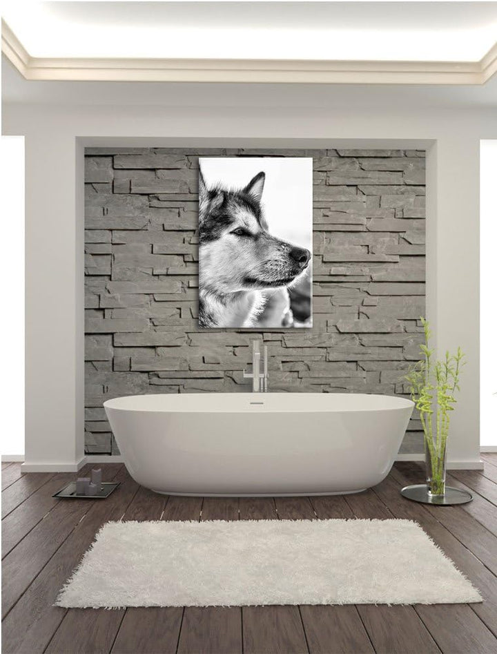 Pixxprint Husky im Schnee als Leinwandbild/Grösse: 100x70 cm/Wandbild/Kunstdruck/fertig bespannt, 10
