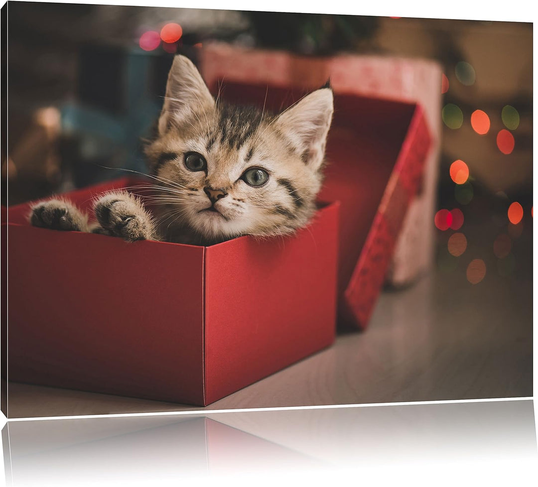 Pixxprint süsses Kätzchen in der Box als Leinwandbild/Grösse: 100x70 cm/Wandbild/Kunstdruck/fertig b