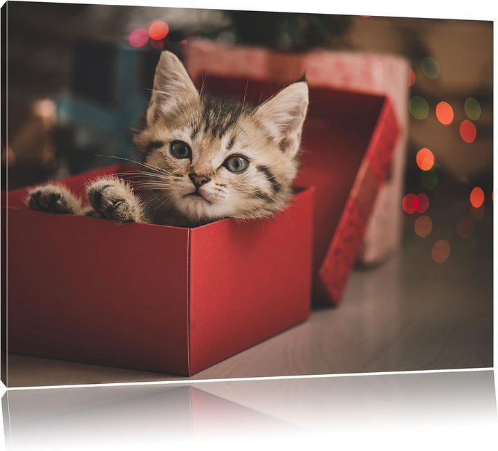 Pixxprint süsses Kätzchen in der Box als Leinwandbild/Grösse: 100x70 cm/Wandbild/Kunstdruck/fertig b