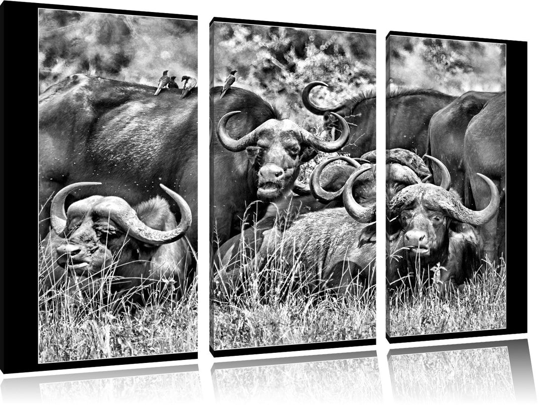 Pixxprint Monocrome, grosse Kaffernbüffel Herde 3-Teiler Leinwandbild 120x80 Bild auf Leinwand