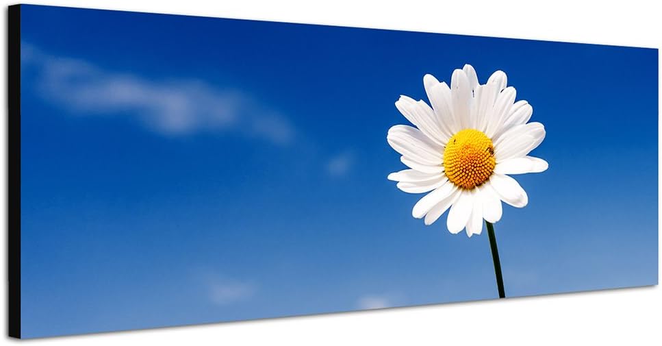 Paul Sinus Art Panoramabild auf Leinwand und Keilrahmen 150x50cm Gänseblümchen Sommer Himmel