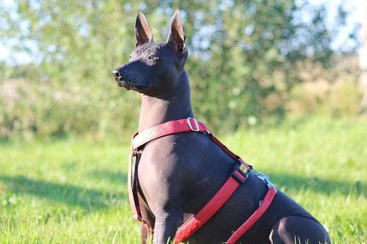Dingo Hundegeschirre Guard Terra FIRE Grosse M (2,0 cm; B: 38-70 cm) Rot 94419 M Rot, M Rot