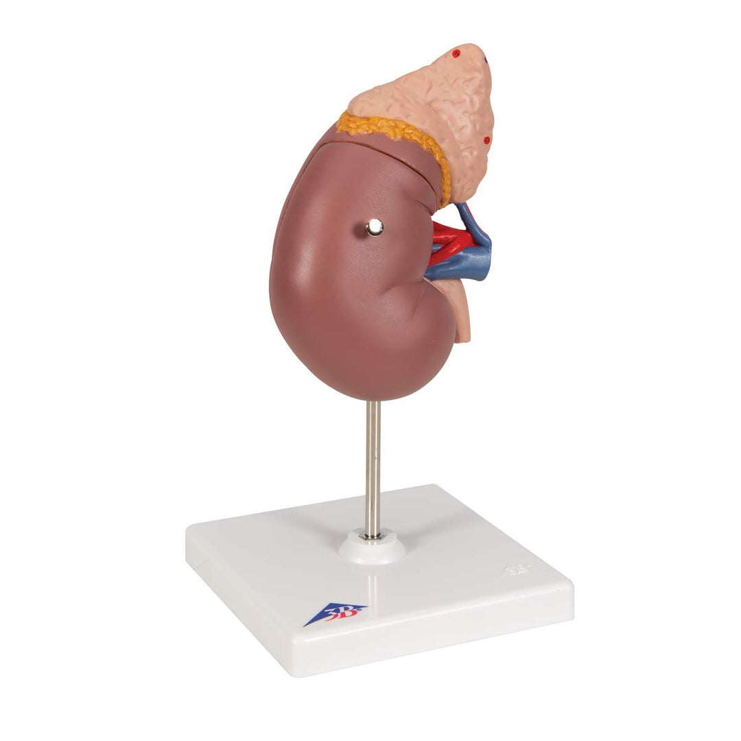 3B Scientific Menschliche Anatomie - Nierenmodell mit Nebenniere + kostenlose Anatomie App - 3B Smar