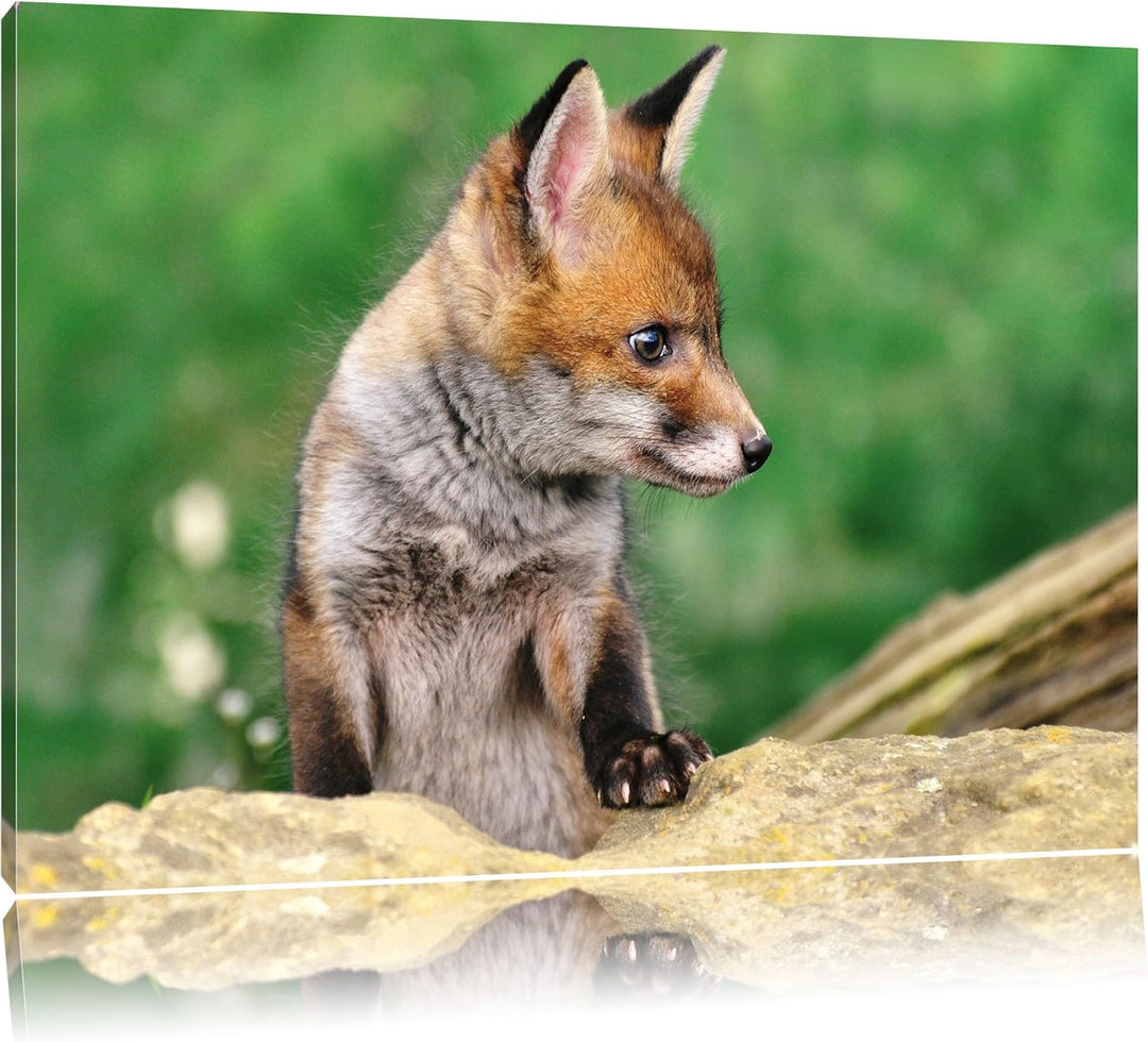 Pixxprint junger Fuchs auf Leinwand, XXL riesige Bilder fertig gerahmt mit Keilrahmen, Kunstdruck au