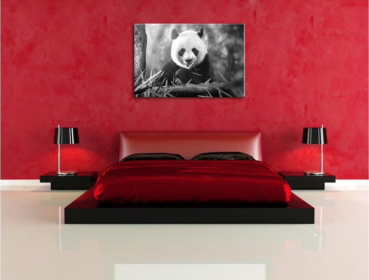 Pixxprint Panda isst Bambus als Leinwandbild/Grösse: 100x70 / Wandbild/Kunstdruck/fertig bespannt, 1