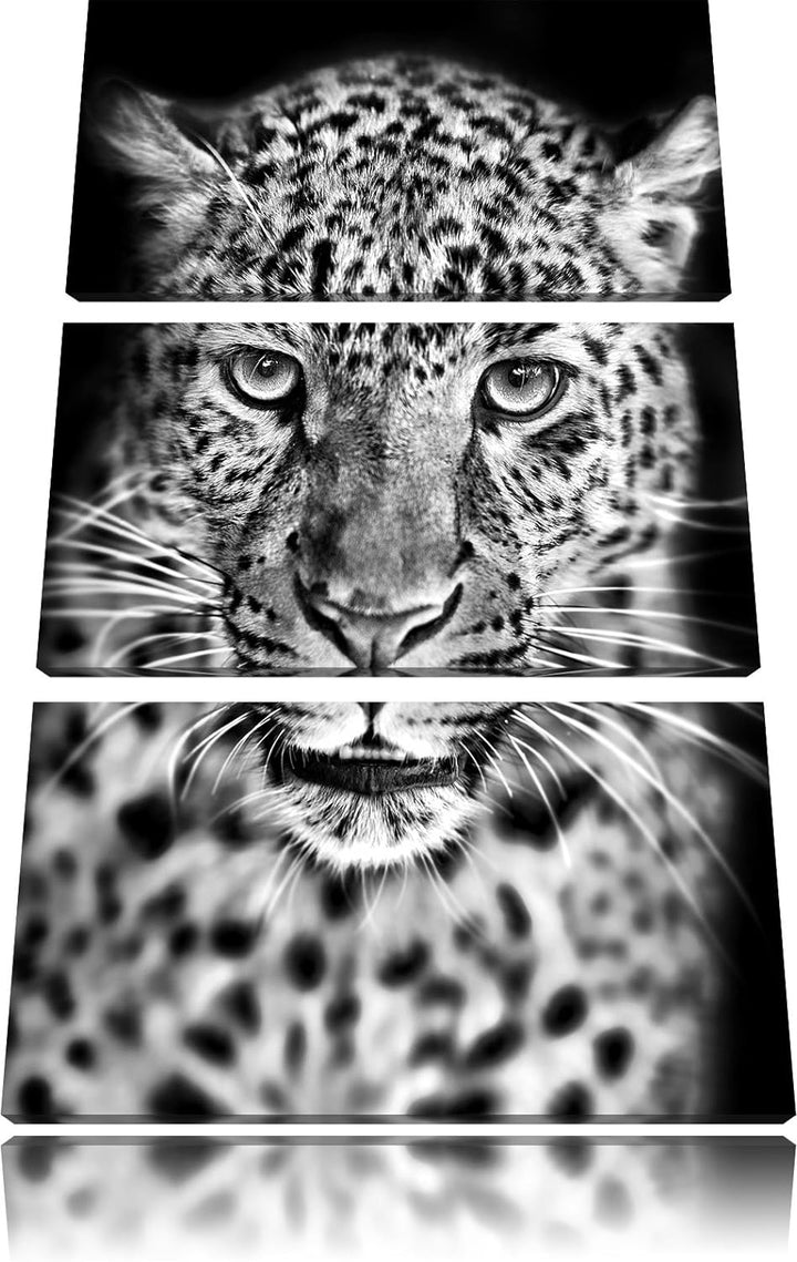 Pixxprint Stolzer Leopard als Leinwandbild/Grösse: 3 Teilig (120x80) cm/Wandbild/Kunstdruck/fertig b