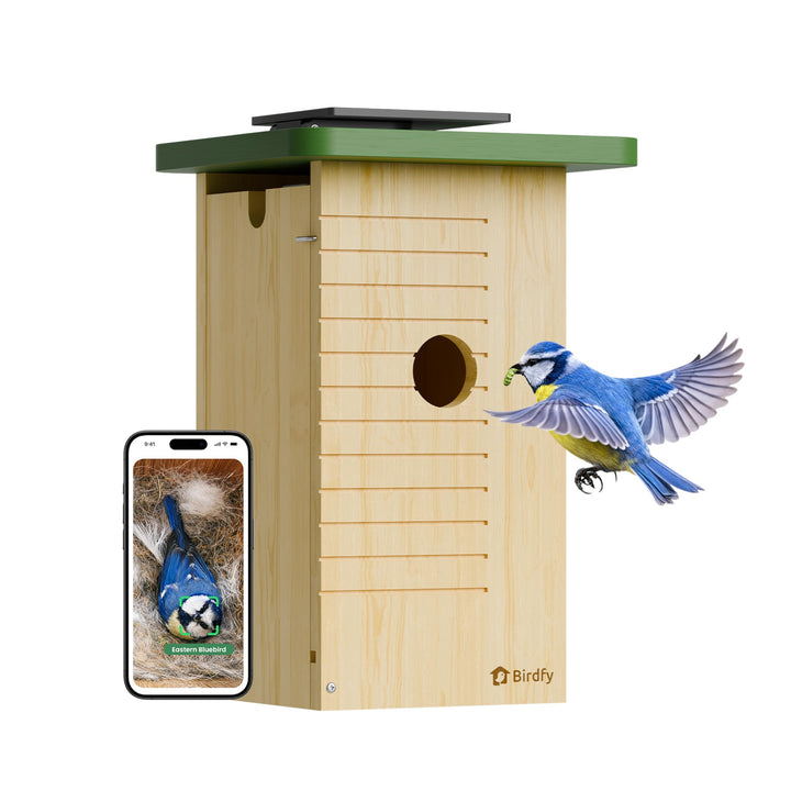 Birdfy Vogelhaus mit Kamera Solar, 1080P FHD Live-View, Echtzeitbeobachtung des Nestbaus und der Bru