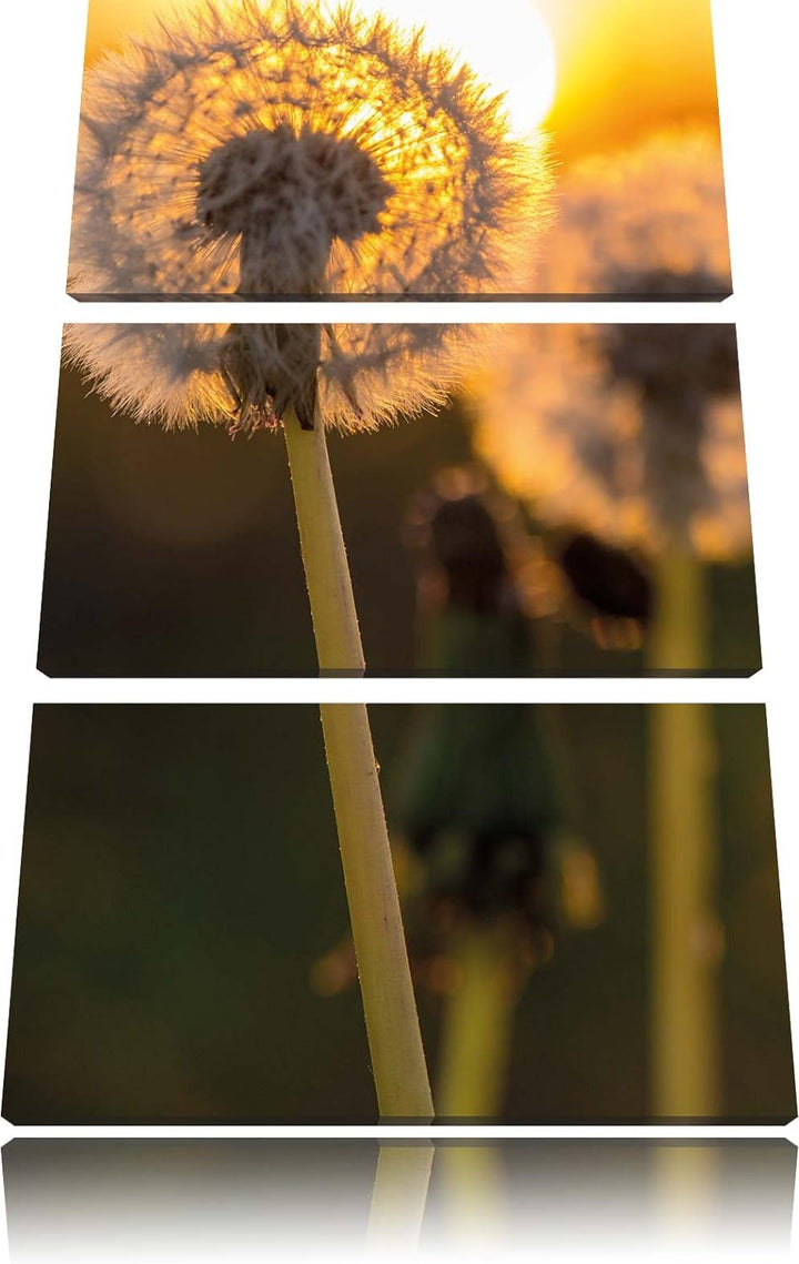 Pixxprint Pusteblume als Leinwandbild/Grösse: 3 Teilig (120x80) cm/Wandbild/Kunstdruck/fertig bespan