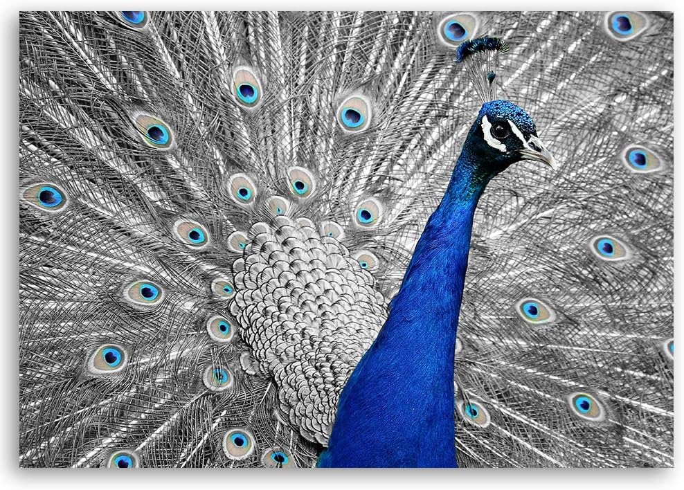 Feeby Wandbild Pfau Druckbild Leinwandbild Vogel Blau 70x50 cm M14236 70x50 cm, M14236 70x50 cm