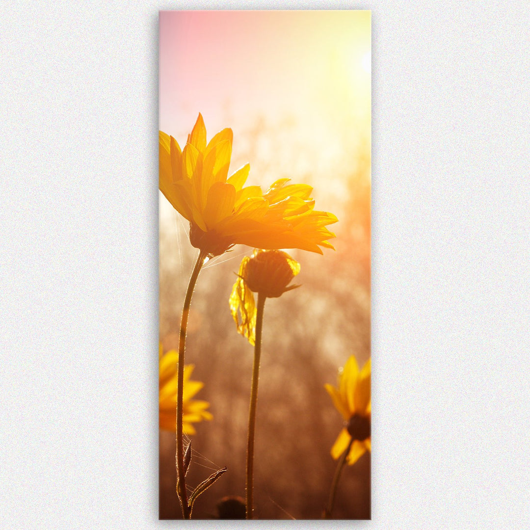 ge Bildet Bild auf Leinwand | Gänseblümchen in 40x100 cm als Panorama Wandbild | Wand-deko Dekoratio