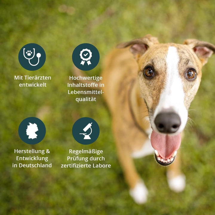 purapep Comfort Hunde Tabs - Natürliches Beruhigungsmittel mit Tryptophan, Magnesium und B-Vitaminen