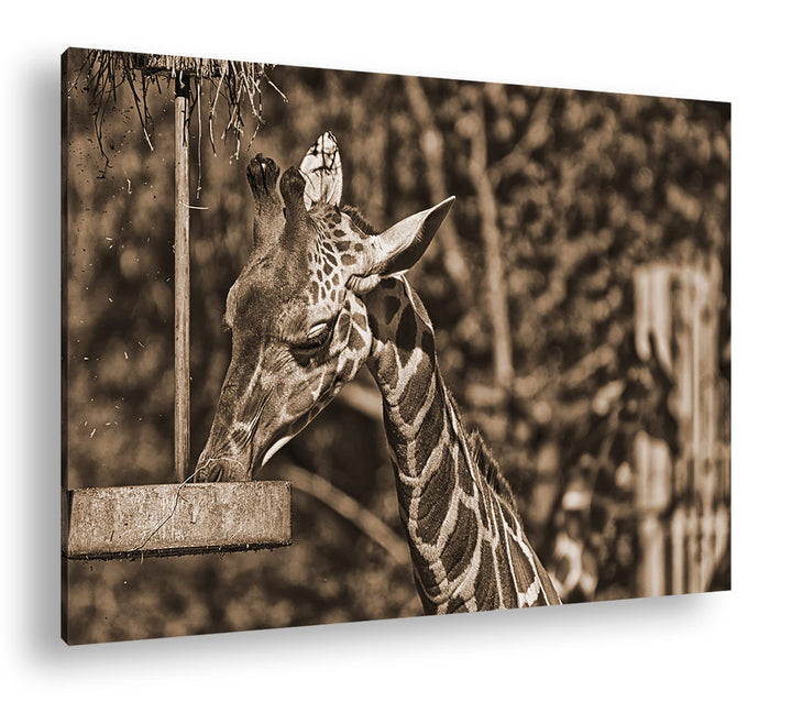 deyoli Giraffe beim Fressen Effekt: Sepia, Format: 80x60 als Leinwandbild, Motiv fertig gerahmt auf