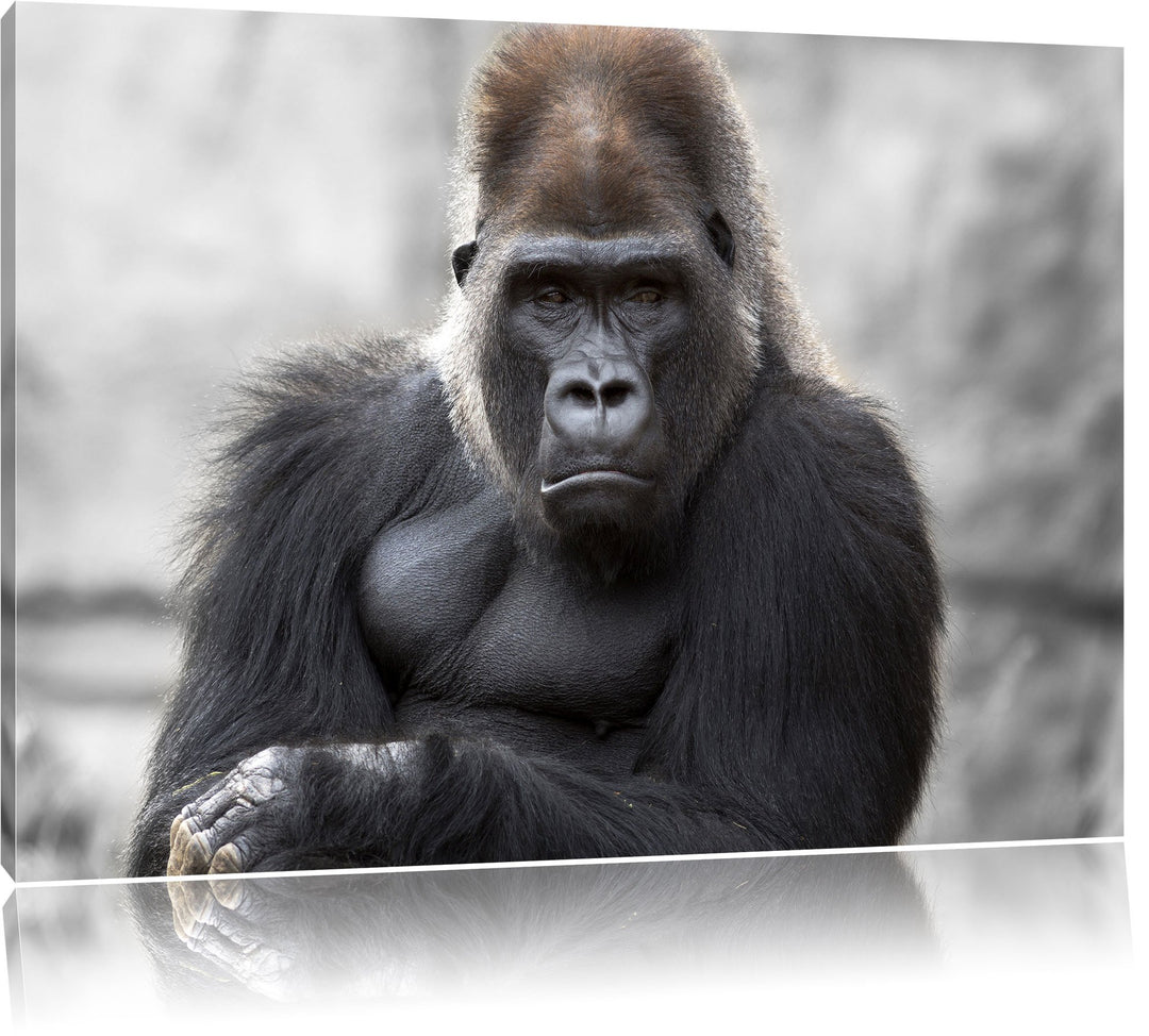 Pixxprint gelangweilter Gorilla als Leinwandbild/Grösse: 100x70 / Wandbild/Kunstdruck/fertig bespann