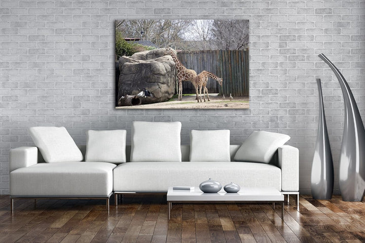 deyoli Zwei Giraffen in einem Gehege Format: 80x60 als Leinwandbild, Motiv fertig gerahmt auf Echtho