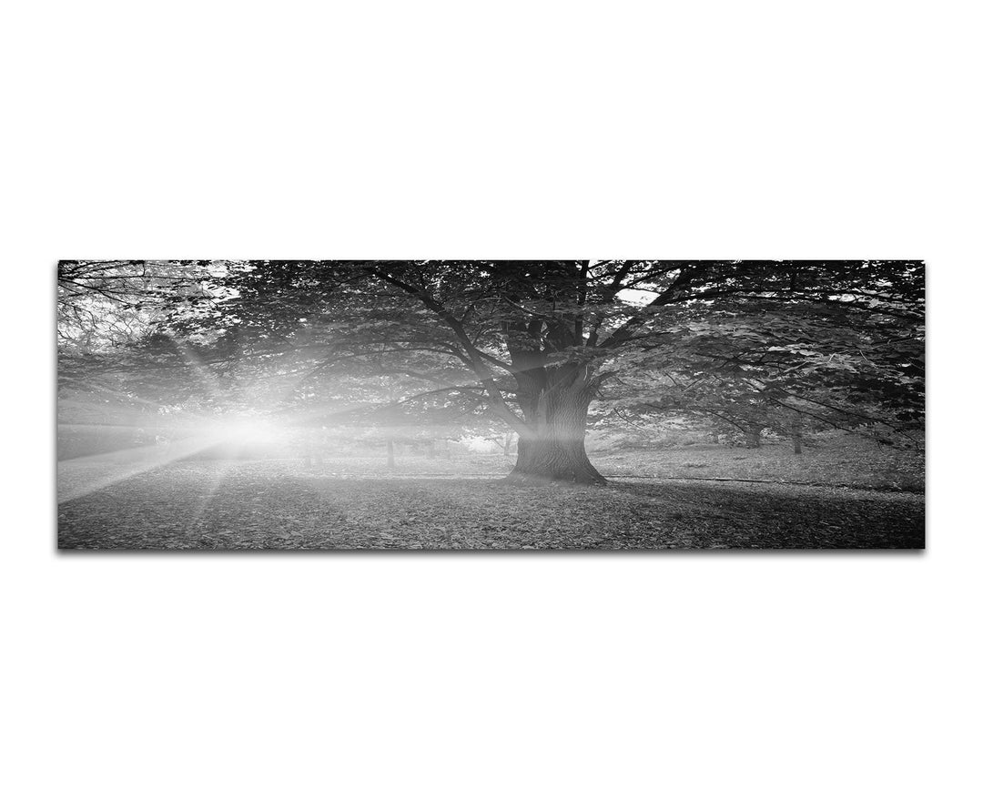 Paul Sinus Art Leinwandfoto als Panorama SCHWARZ/Weiss 150x50cm Bäume Park Herbst Blätter Sonnenstra