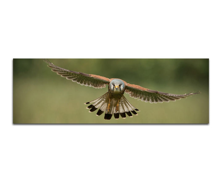 Paul Sinus Art Panoramabild auf Leinwand und Keilrahmen 150x50cm Falke Vogel Flug Holzpfahl